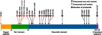 Long-term functional and structural outcomes in X-linked <mark class="highlighted">retinoschisis</mark>: implications for clinical trials